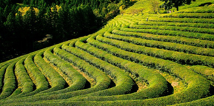 Cha verde efeitos colaterais e contraindicacoes onde comprar
